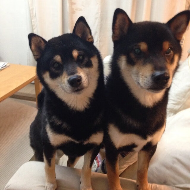 _掘金攻守两端表现出色,士气高昂_,掘金mpj