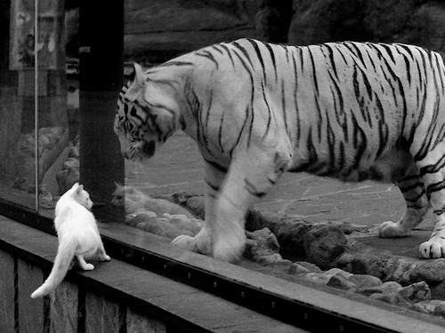 _瞭望者锦标赛:风景与运动的完美融合_,万国觉醒金武将