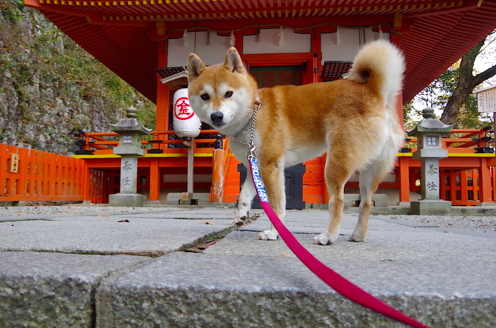 爱游戏体育平台-“意甲青年队崭露头角，未来可期”，意甲最佳青年球员