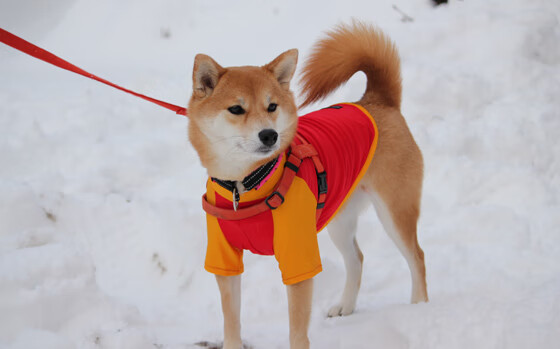 【比赛节奏变化】新规则如何影响比赛时长，详述什么是比赛节奏