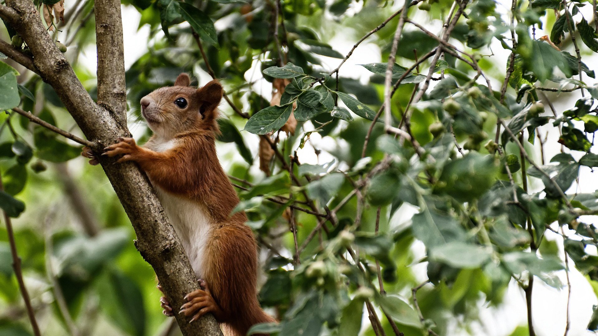 【比赛节奏变化】新规则如何影响比赛时长，详述什么是比赛节奏